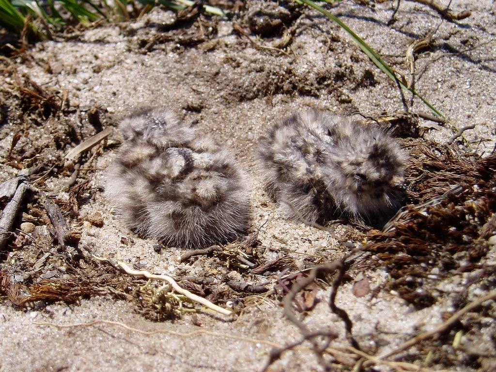 common nighthawk chicks by michaelcobballen is licensed under CC BY-NC-SA 2.0